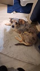 Lost Female Dog last seen Near Lockwood dr , Houston, TX 77026