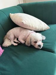 Lost Female Dog last seen Madison, Sioux Falls, SD 57106