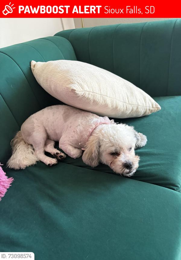 Lost Female Dog last seen Madison, Sioux Falls, SD 57106