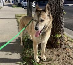 Reunited Male Dog last seen Owensmouth and Elkwood street (91304), Los Angeles, CA 91304