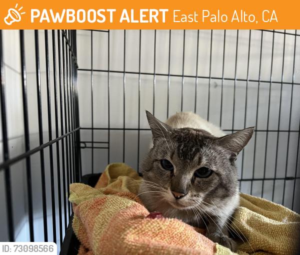 Found/Stray Unknown Cat last seen Oakes St & Tinsley St, East Palo Alto, East Palo Alto, CA 94303