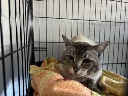 Found/Stray Unknown Cat last seen Oakes St & Tinsley St, East Palo Alto, East Palo Alto, CA 94303