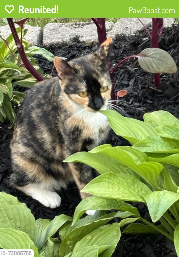 Reunited Female Cat last seen Bruce park, Hamilton, ON L9A 3L8