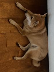 Found/Stray Male Dog last seen Rosemeade rec center, Carrollton, TX 75007