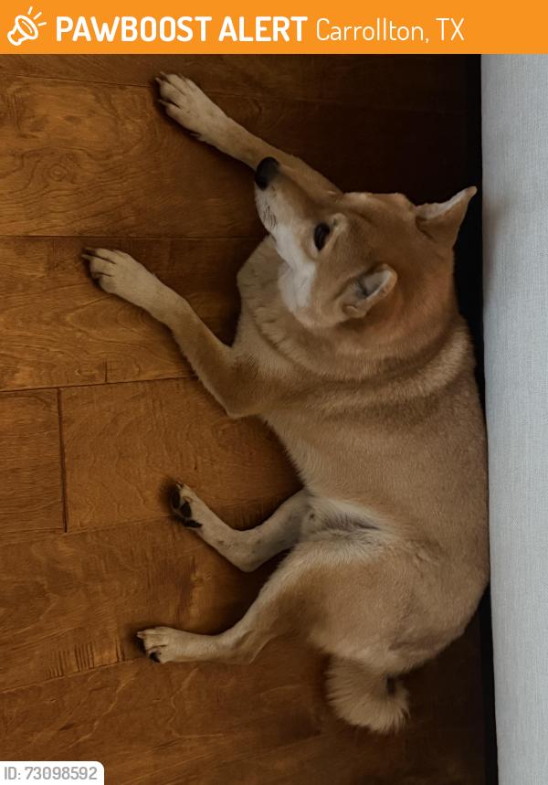 Found/Stray Male Dog last seen Rosemeade rec center, Carrollton, TX 75007