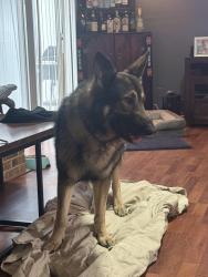 Reunited Male Dog last seen Near Melrose street Garland tx, Garland, TX 75042