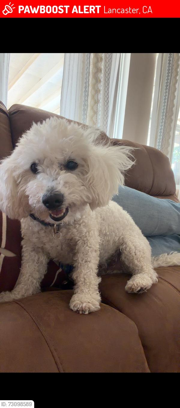 Lost Male Dog last seen J7 45th West Lancaster, Lancaster, CA 93536
