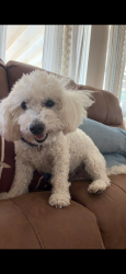 Lost Male Dog last seen J7 45th West Lancaster, Lancaster, CA 93536