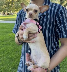 Reunited Female Dog last seen Flallon Ave & mapledale st, Norwalk, CA 90650