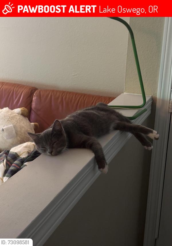 Lost Female Cat last seen Greenridge Drive, Parkridge apmts, Lake Oswego, OR 97035