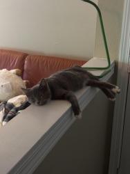 Lost Female Cat last seen Greenridge Drive, Parkridge apmts, Lake Oswego, OR 97035
