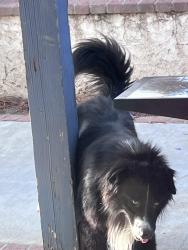 Reunited Male Dog last seen McDonald’s corner of State street and Ramona, San Jacinto, CA 92583