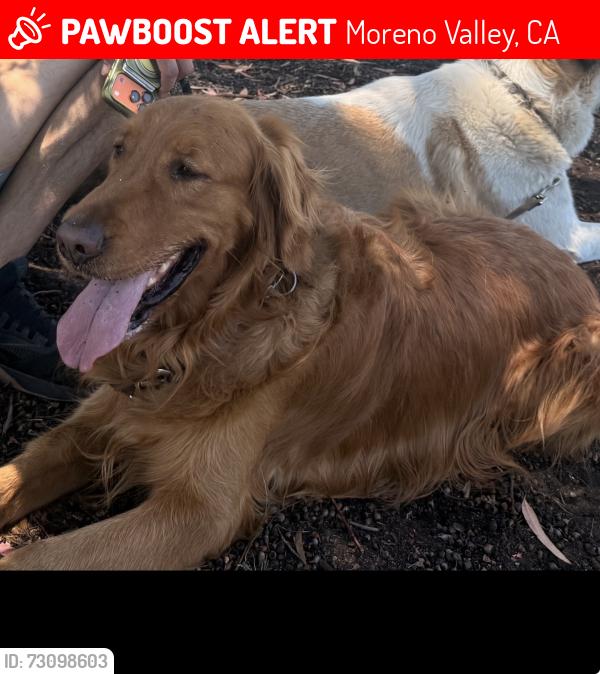 Lost Male Dog last seen Eucalyptus st and Naso, Moreno Valley, CA 92555