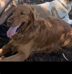 Lost Male Dog last seen Eucalyptus st and Naso, Moreno Valley, CA 92555