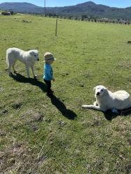 Reunited Female Dog last seen Loconomi road, Middletown, CA 95461