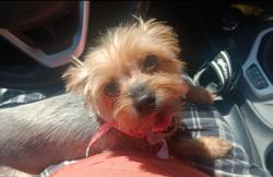 Lost Female Dog last seen Barcelona and Aubol street, Albuquerque, NM 87105
