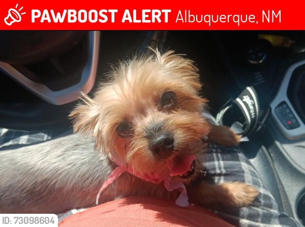 Lost Female Dog last seen Barcelona and Aubol street, Albuquerque, NM 87105