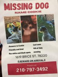 Lost Female Dog last seen Brice st, San Antonio, TX 78220