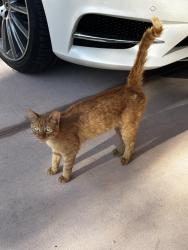 Found/Stray Female Cat last seen Hwy 174, Colfax, CA 95713