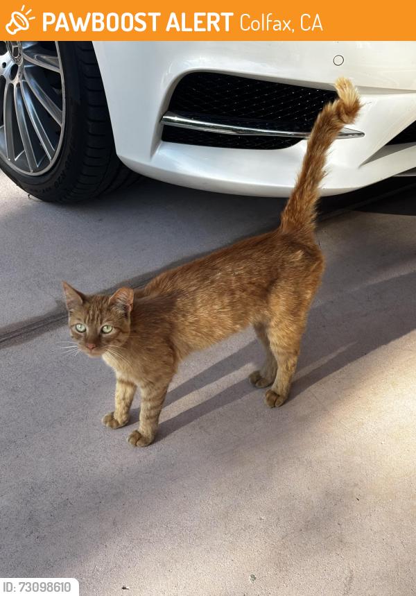 Found/Stray Female Cat last seen Hwy 174, Colfax, CA 95713