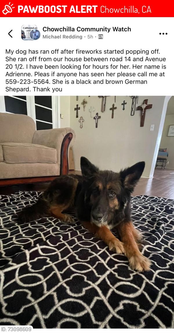 Lost Female Dog last seen Dairyland Ave. 20 1/2 & Rd. 14, Chowchilla, CA 93610