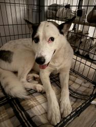 Found/Stray Male Dog last seen Cypress park ests, Haines City, FL 33844