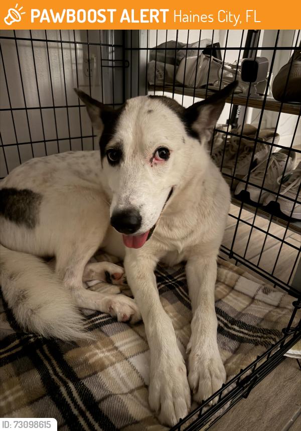 Found/Stray Male Dog last seen Cypress park ests, Haines City, FL 33844