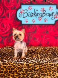Reunited Male Dog last seen 130th highlandview, Cleveland, OH 44135