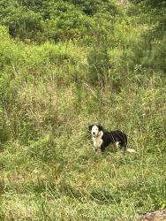 Found/Stray Unknown Dog last seen Old US 76, Blue Ridge, GA 30513