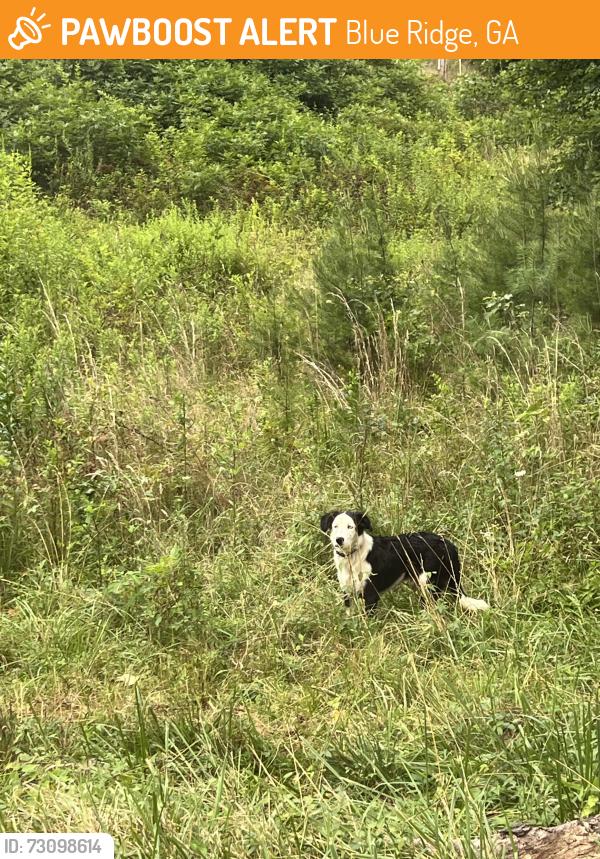 Found/Stray Unknown Dog last seen Old US 76, Blue Ridge, GA 30513
