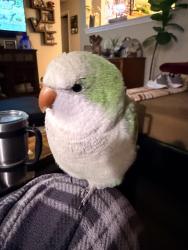 Lost Female Bird last seen Chabern & Karon, Pevely, MO 63070