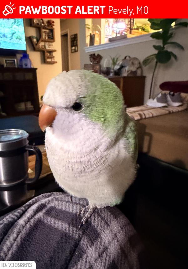 Lost Female Bird last seen Chabern & Karon, Pevely, MO 63070