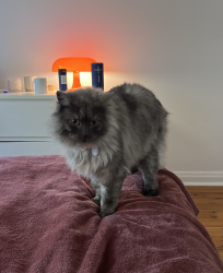 Reunited Male Cat last seen Alexandra St, South Yarra, South Yarra, VIC 3141