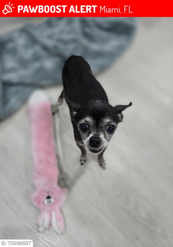 Lost Female Dog last seen Near sw 77 st, Miami, FL 33183