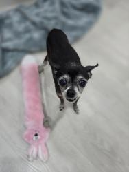 Lost Female Dog last seen Near sw 77 st, Miami, FL 33183