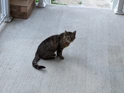 Found/Stray Unknown Cat last seen Centretown Way & Coach Drive, Mississauga, ON 