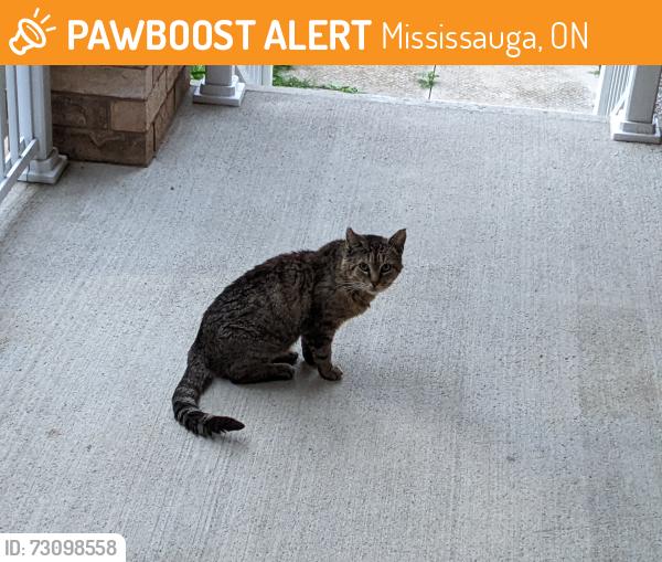 Found/Stray Unknown Cat last seen Centretown Way & Coach Drive, Mississauga, ON 