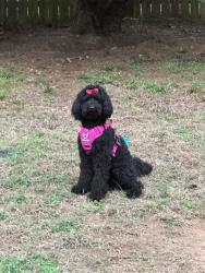 Reunited Female Dog last seen The Reserve at Liberty Park, Braselton, GA 30517