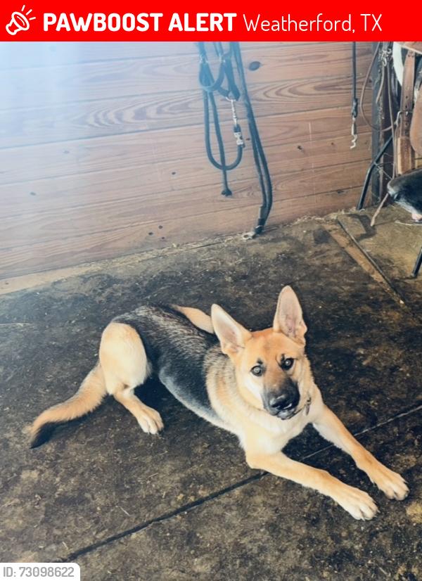 Lost Female Dog last seen Canyon West / Brock area, Weatherford, TX 76087