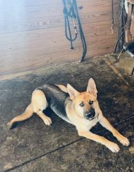 Lost Female Dog last seen Canyon West / Brock area, Weatherford, TX 76087