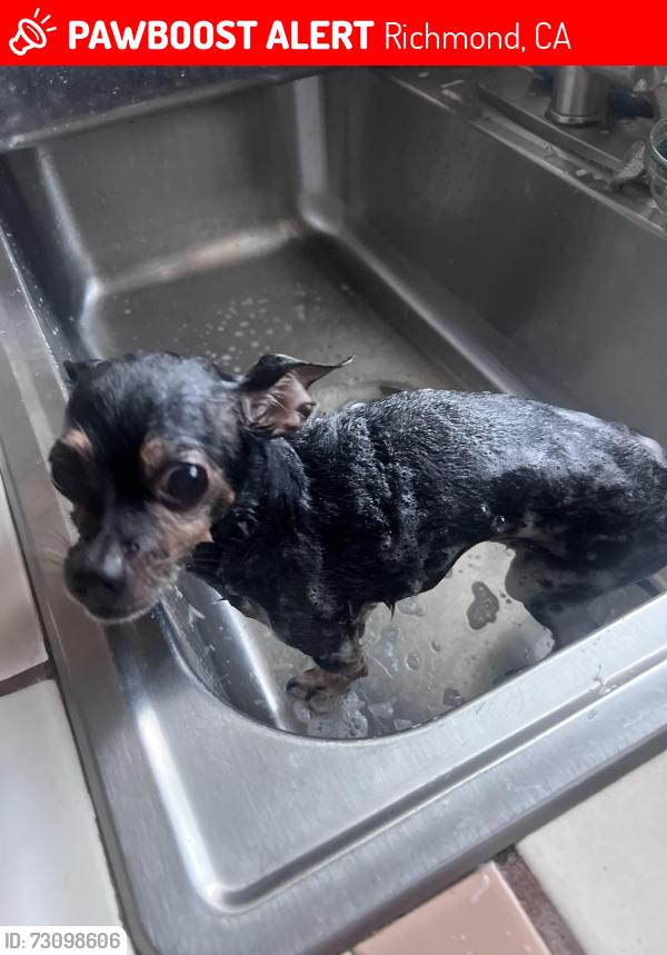 Lost Female Dog last seen Richmond parkway, Richmond, CA 94801