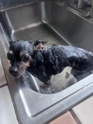 Lost Female Dog last seen Richmond parkway, Richmond, CA 94801