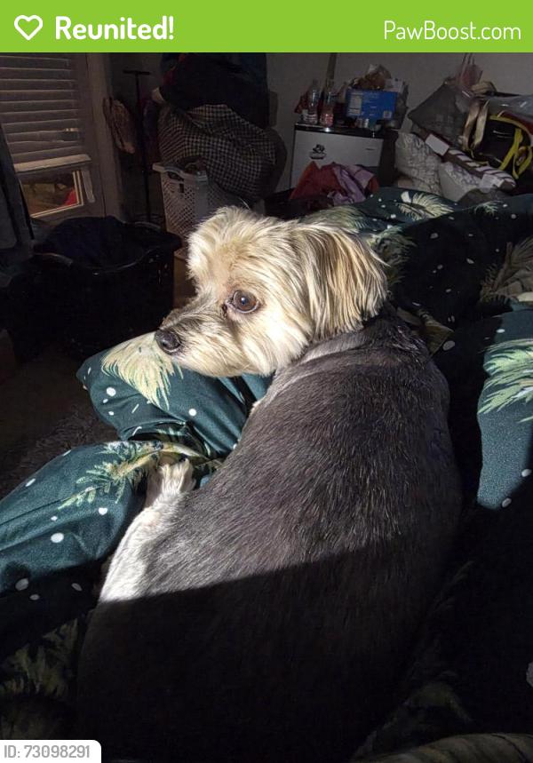 Reunited Female Dog last seen Savanna , Port St. Lucie, FL 34953