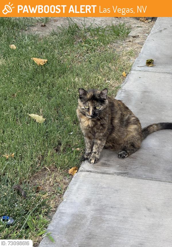 Found/Stray Unknown Cat last seen fashion show drive in the parking garage under Macy's Mens store, Las Vegas, NV 89109