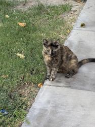 Found/Stray Unknown Cat last seen fashion show drive in the parking garage under Macy's Mens store, Las Vegas, NV 89109