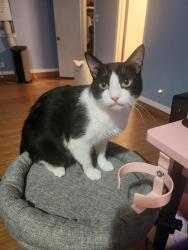 Reunited Male Cat last seen Twin lakes subdivision, Mobile, AL 36695