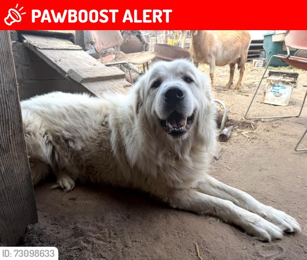 Lost Male Dog last seen Zabala alisal, Monterey County, CA 93908