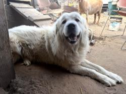 Lost Male Dog last seen Zabala alisal, Monterey County, CA 93908