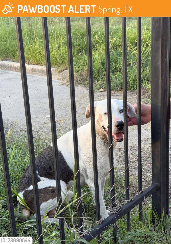 Found/Stray Male Dog last seen Pond behind Topgolf spring, Spring, TX 77373