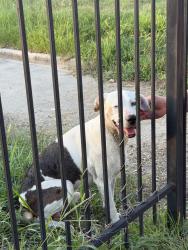 Found/Stray Male Dog last seen Pond behind Topgolf spring, Spring, TX 77373